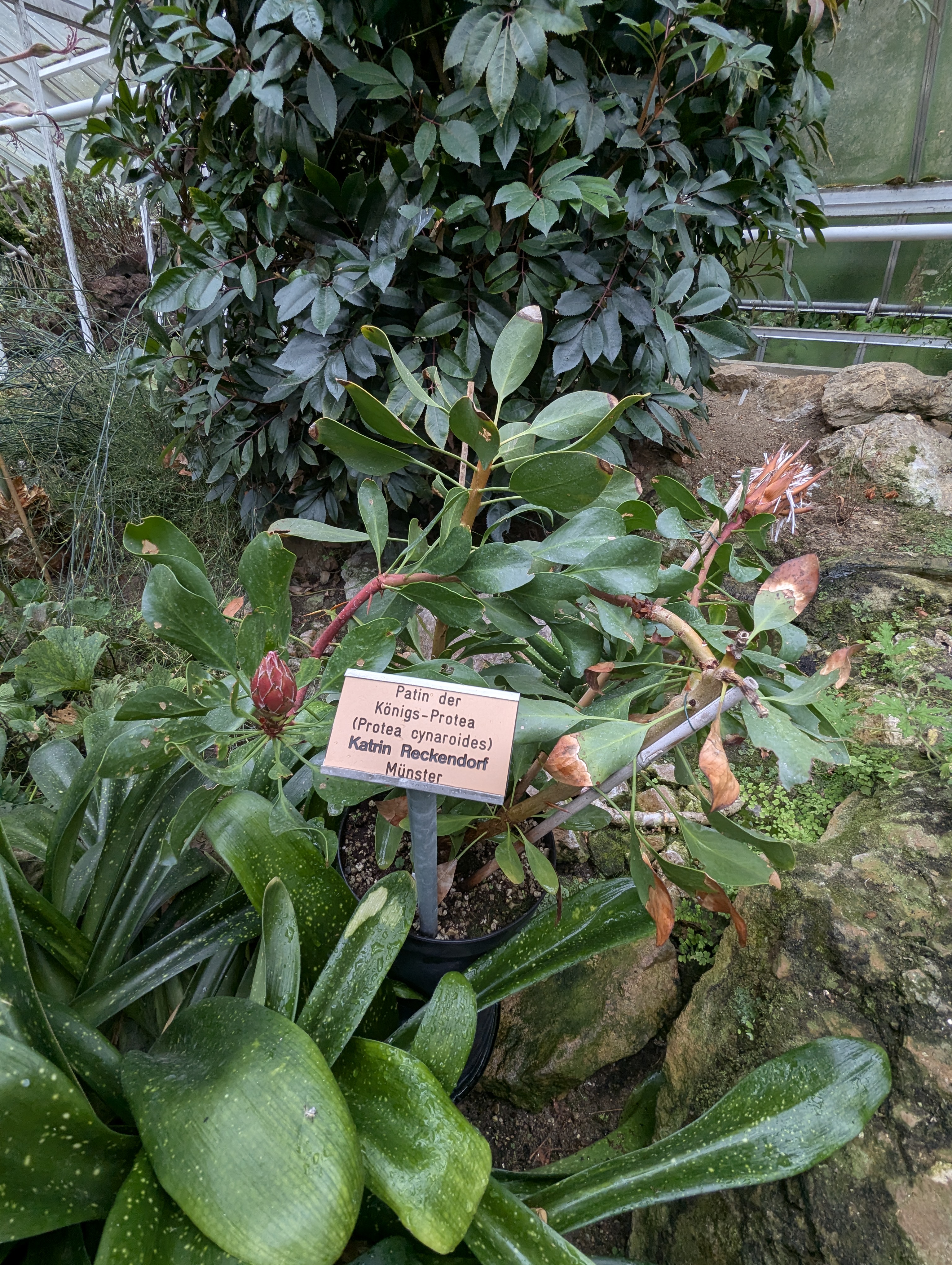 Botonic Gardens, Muenster, Germany